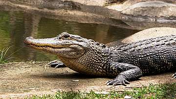Австралийските власти хванаха крокодил след едномесечен лов