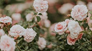 Празник с аромат на рози събира туристи от цял свят в Казанлък