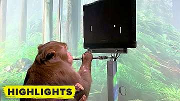 Чипирана маймуна играе електронни игри (видео)