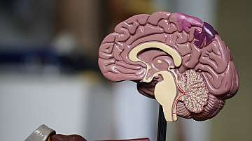 Учени откриха причината за смаляването на мозъка на съвременния човек
