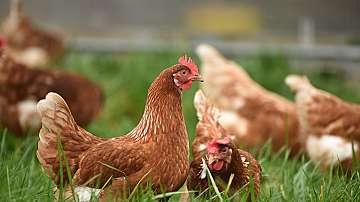Кокошките са опитомени за първи път в Югоизточна Азия преди 3500 години