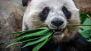 Чревни бактерии помагат на пандите да трупат тегло на растителна диета