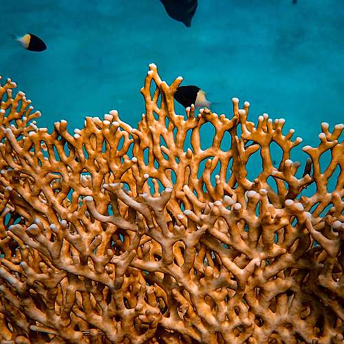 Над 90 процента от коралите в Големия бариерен риф са избелели