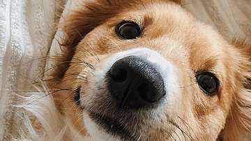 Учени обясняват защо кучетата накланят главите си настрани