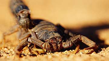 Учени изследват потенциала на отровата от скорпион за лечение на Ковид-19