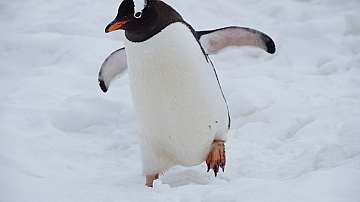 Антарктически пингвин измина 3000 км до Нова Зеландия 