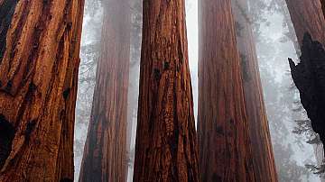 Емблематични секвои  в национален парк в САЩ  оцеляха в горски пожар