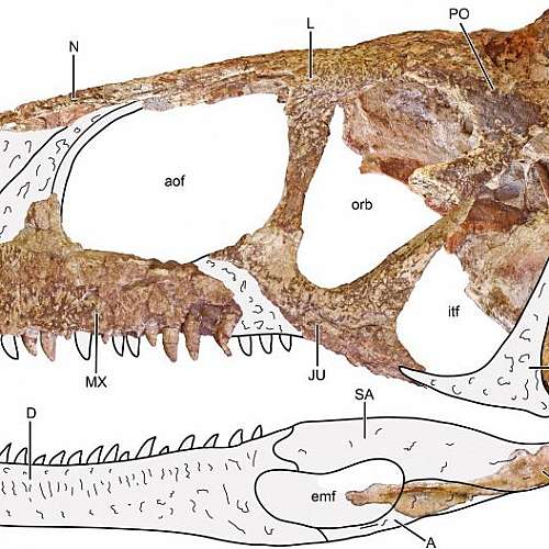В Аржентина откриха фосил на месояден динозавър на 85 милиона години