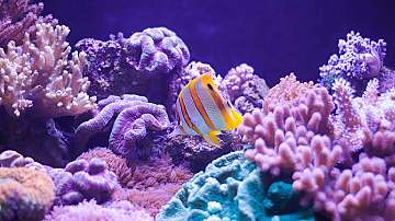 Избелването на коралите води до ненужни &quot;битки&quot; между рибите
