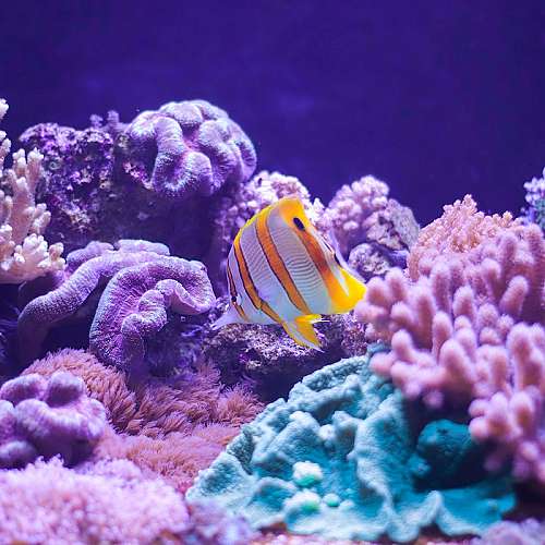 Избелването на коралите води до ненужни &quot;битки&quot; между рибите