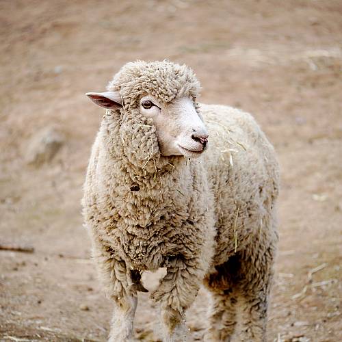Фермер предлага на самотните хора да прегръщат  овцете му