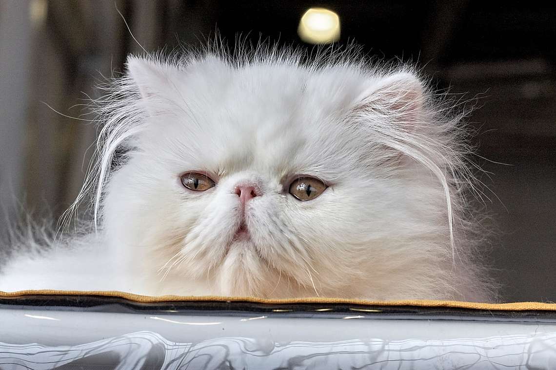 Persian cat (Персийска котка)