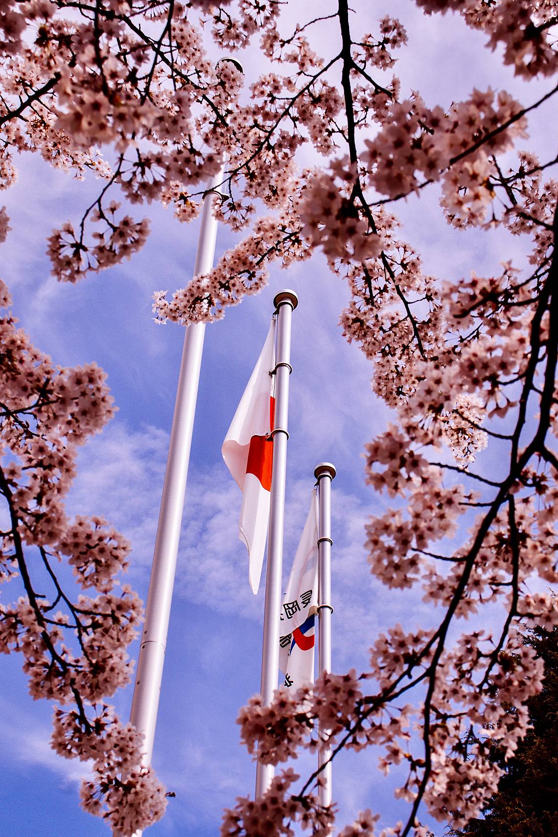 Японците смятат сакурата за символ на своята страна