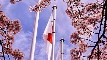 В Япония цъфна първата сакура