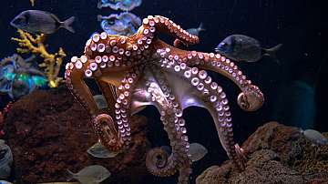 Рифовите октоподи са по-умни от дълбоководните