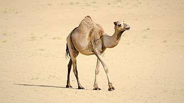 Десетки камили дисквалифицирани от конкурс за красота заради ботокс