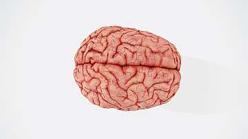 Поколенията Z и Алфа: По-големи мозъци, по-ниска интелигентност?