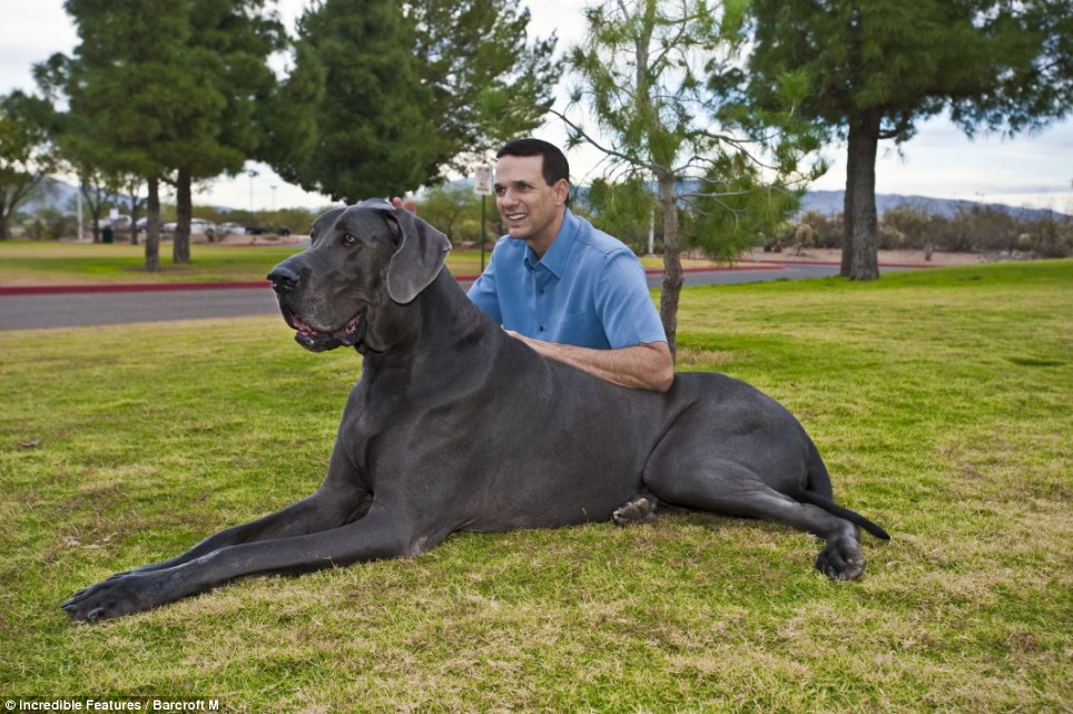 George giant dog