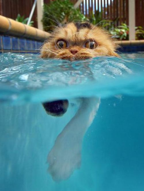 cat in water