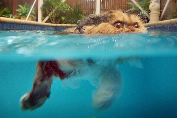 cats in water