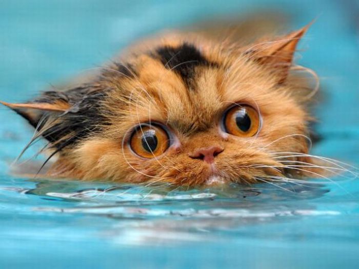cats in water