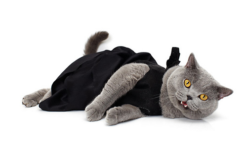 cats wearing with clothes