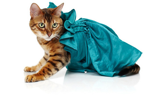 cats wearing with clothes
