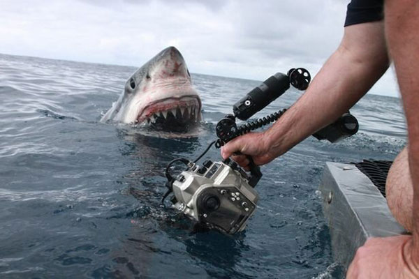 Бяла акула напада фотограф