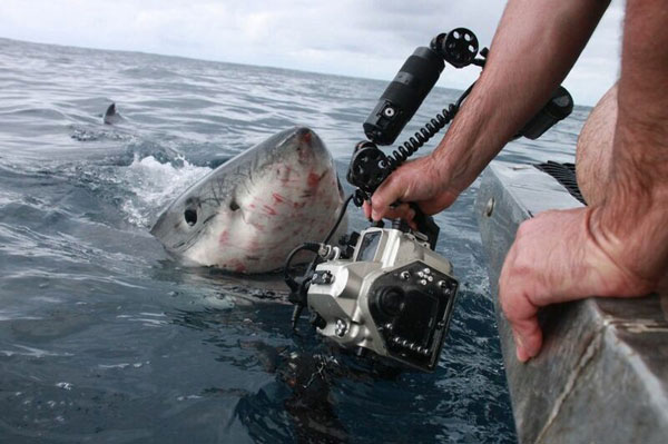Бяла акула напада фотограф