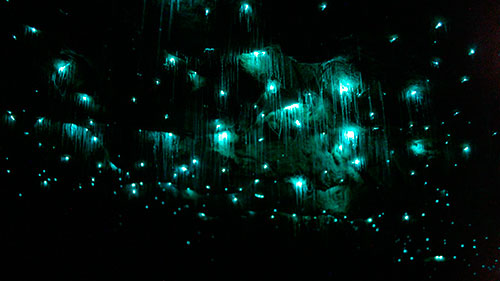 Waitomo glowworm caves 014