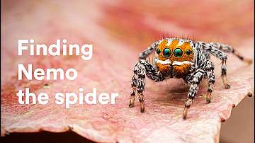 Нов вид паяк е кръстен на героя от анимацията &quot;Търсенето на Немо&quot; 