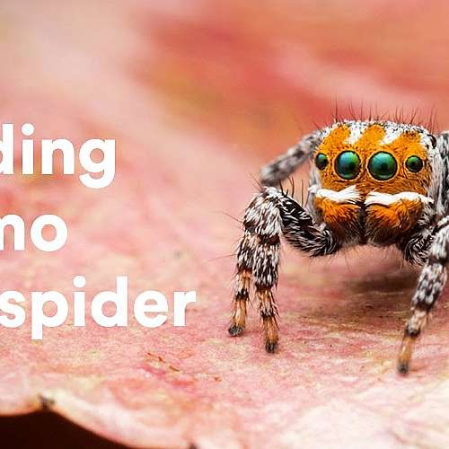 Нов вид паяк е кръстен на героя от анимацията &quot;Търсенето на Немо&quot; 
