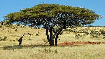 Обезлесяването на най-голямата савана в света притеснява учените