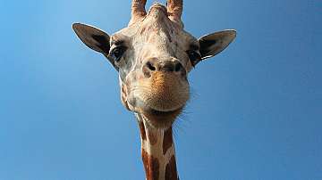 Генетично изследване потвърди, че жирафите са четири отделни вида 