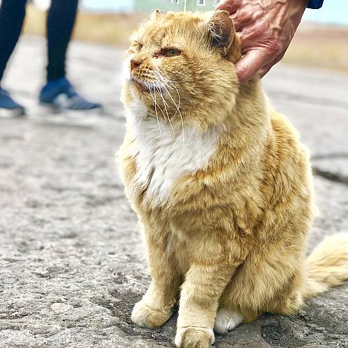 Почина единствената котка в норвежкия Шпицберген