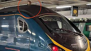 ​Котка забави високоскоростния влак от Лондон до Манчестър