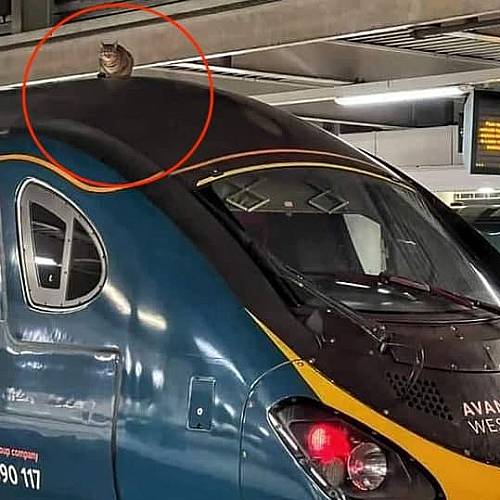 ​Котка забави високоскоростния влак от Лондон до Манчестър