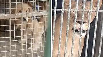 Зоопарк в Китай представя куче за лъв