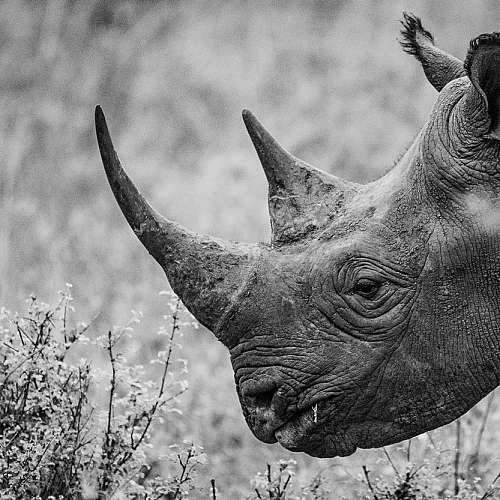 Първият незаменим токен  на рог от носорог ще бъде  продаден на търг в РЮА