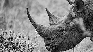 Първият незаменим токен на рог от носорог беше продаден на търг за 6000 евро