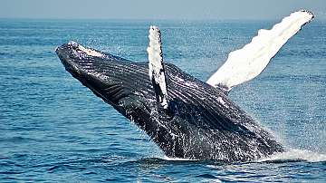 Учени отчитат повишение на раждаемостта при гренландските китове край Канада 