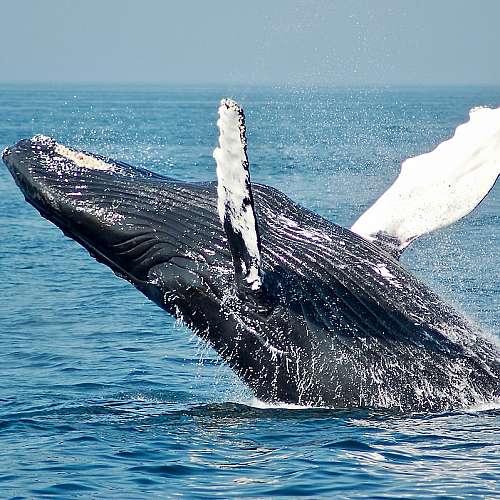Учени отчитат повишение на раждаемостта при гренландските китове край Канада 