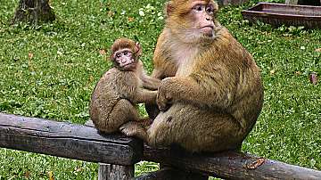 Кратка свобода за избягалите маймуни от зоопарк