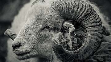 Овцете предпочитат за чифтосване кроткия овен