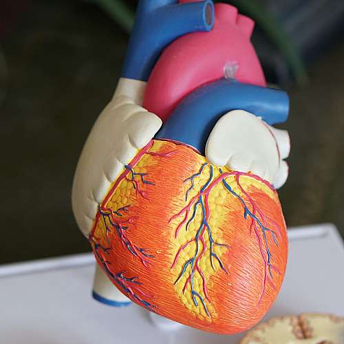 Кардиолози изследват нова хипотеза за въздействието на КОВИД-19 върху сърцето