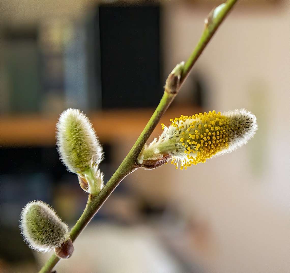 A catkin grows up!