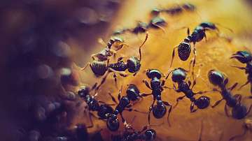 Най-малко 20 квадрилиона мравки бродят по Земята