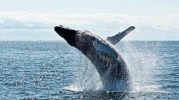 Учени изчислиха колко ядат китовете