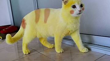 Жена случайно оцвети котето си жълто след лечение с куркума