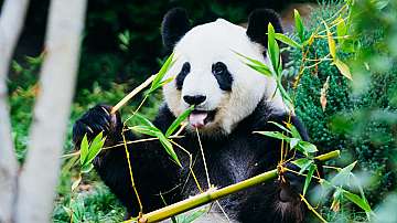 Големите панди вече не са застрашен вид и в Китай